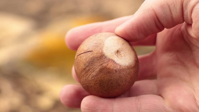 Avocado seed in the hand of the gardner