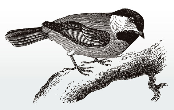 Black-capped chickadee, poecile atricapillus in side view sitting on a branch, after an antique illustration from the 19th century