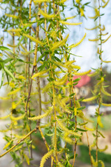 Authentic gentle background of the young green leaves of a blossoming willow. Soft selective focus. As a background for any art design