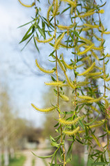 Authentic gentle background of the young green leaves of a blossoming willow. Soft selective focus. As a background for any art design