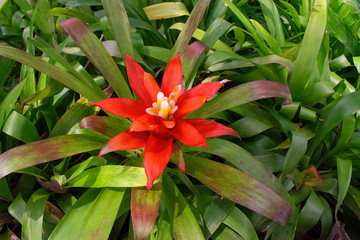 Red bromeliad with green leaves
