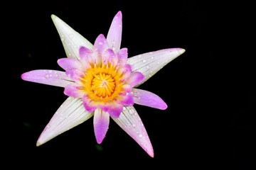 pink water lily