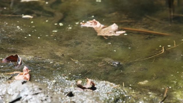Water Snake lurks in the River of Swamp Thickets and Algae