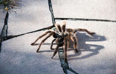 spider on a wall