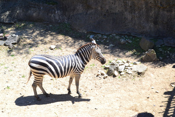 Fototapeta na wymiar A Zebra Inside of a Zoo Exhibit