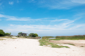 tropical beach with trees