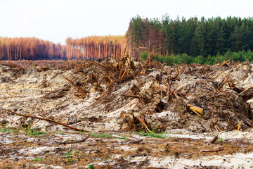 Deforestation. Uprooting of roots of trees. Chaotic deforestation in country with small economy...