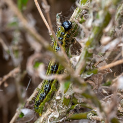 East Asian box hedge caterpillar eats its way through a box hedge, leaving a a shroud of webbing behind which it hides from predators. 
