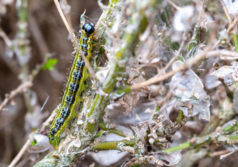 East Asian box hedge caterpillar eats its way through a box hedge, leaving a a shroud of webbing behind which it hides from predators. 