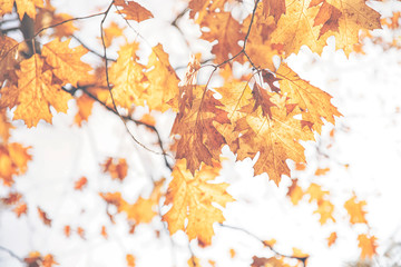 Red background from old orange leaves of oak tree