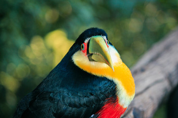 portrait of a toucan