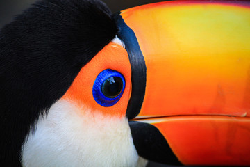 toucan eye detail © Cassio