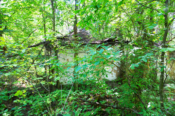 Chernobyl radioactive contamination. Overgrown of plants streets of towns and villages in Chernobyl...