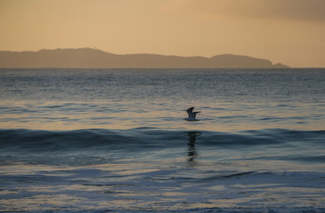 Fototapeta premium seagull flying over the sea