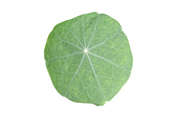 Fototapeta na wymiar Close up leaf of Gotu kola (Asiatic) Isolated on white background. clipping path