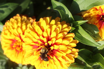 yellow flower in the garden