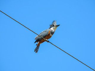 bird on a wire
