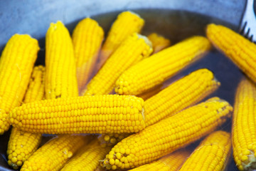 Corn on the cob. Sweet corn cooked in boiling water in a saucepan