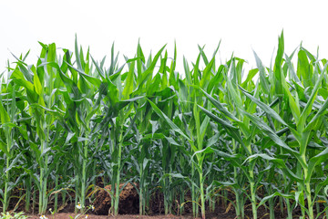 maize field isolated on white background