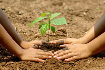 Children and parents join hands to plant saplings on black soil together, the concept of reforestation and saving the world.