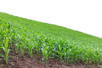 Farm green maize corn crops growing on large fields sloping hills.