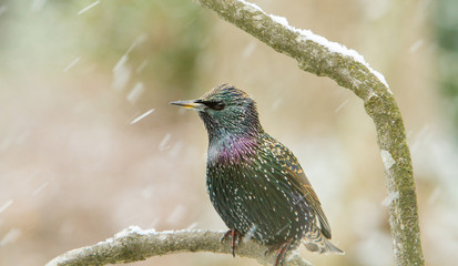 A starling perched on a branch during a snow storm, Salem, Oregon.  Starlings are small to medium-sized passerine birds in the family Sturnidae.