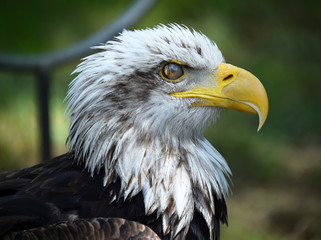 aguila calva americana