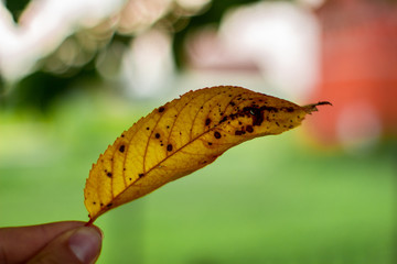 Little yellow leaf