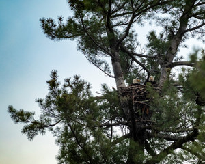 Bald Eagle Pair in Nest