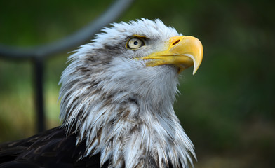 aguila calva americana