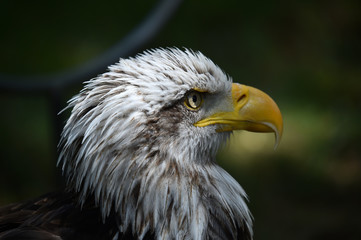 aguila calva americana