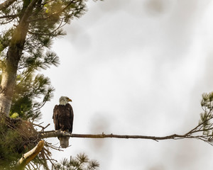Bald Eagle Perched next to Nest