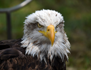 aguila calva americana