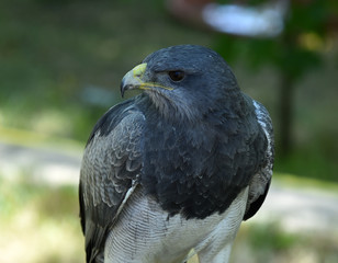 aguila