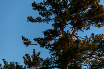 Bald Eagle Watches over Nest at Golden Hour