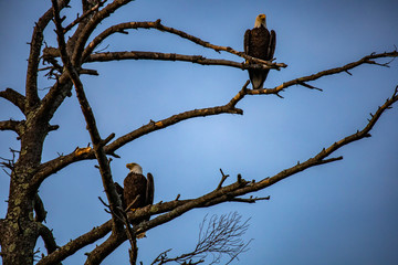 Bald Eagles on an Evening Hunt 4