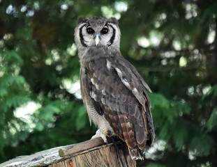 buho