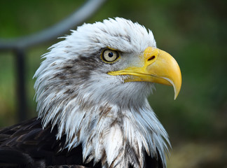aguila calva americana