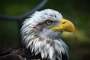 aguila calva americana