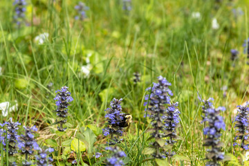 Bumblebee and a Common Bugle 2