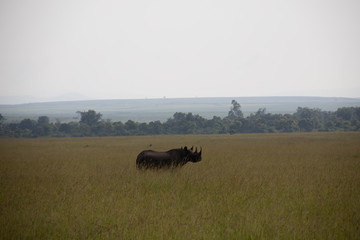 Lone Rhinoceros on Savannah in Kenya, Africa 
