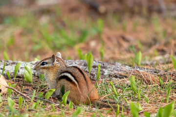 Obraz premium Chipmunk Foraging in the Grass 5
