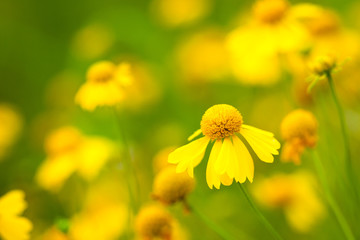 Yellow Flower in Spring