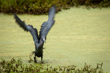 Little Blue in the Weeds