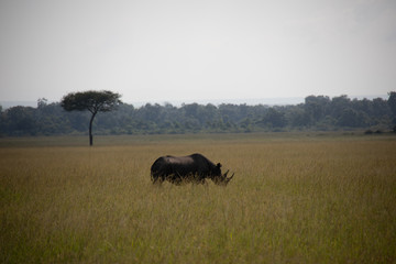 Naklejka na ściany i meble Lone Rhinoceros on Savannah in Kenya, Africa 