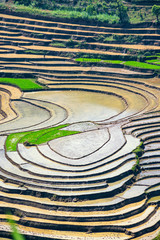 Fototapeta na wymiar Beauty of rice terraces in Muong Hum, Lao Cai, Vietnam