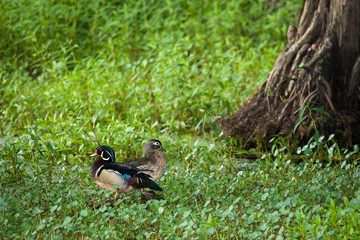 Wood Ducks Dating