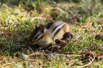 Chipmunk Foraging in the Grass 9