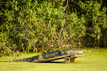 Alligator in the Swamp