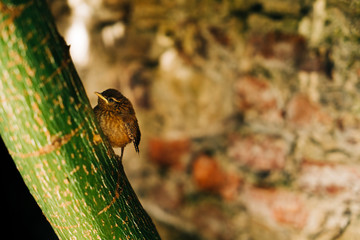 Baby  sparrow in a  tree